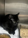 adoptable Cat in District Heights, MD named SHADOW