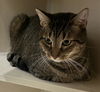 adoptable Cat in District Heights, MD named TILIN