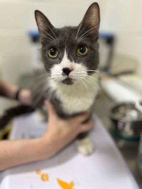 adoptable Cat in District Heights, MD named *AZALEA