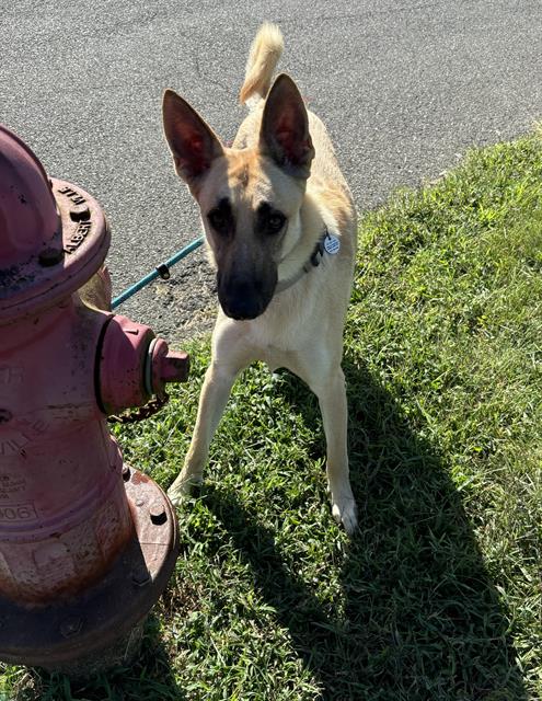 adoptable Dog in District Heights, MD named TYSON