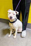 adoptable Dog in , MD named *TROY