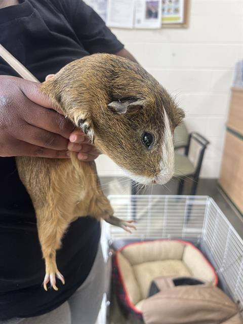 adoptable Guinea Pig in District Heights, MD named CANELO