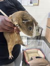 adoptable Guinea Pig in , MD named CANELO