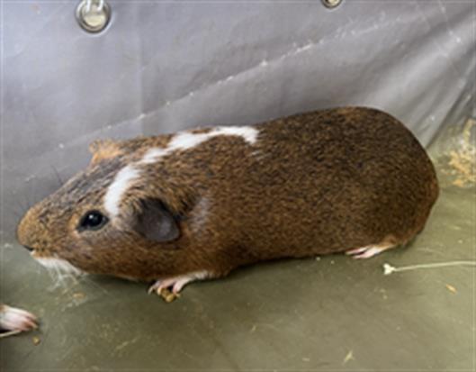 adoptable Guinea Pig in District Heights, MD named TANJIRO