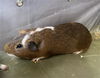 adoptable Guinea Pig in  named TANJIRO