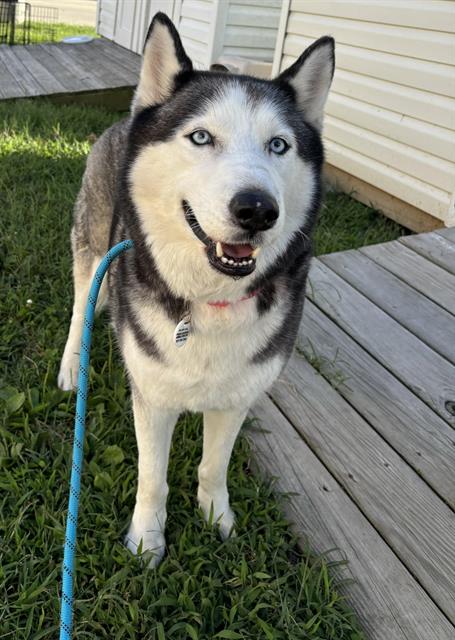 adoptable Dog in District Heights, MD named ROCKY