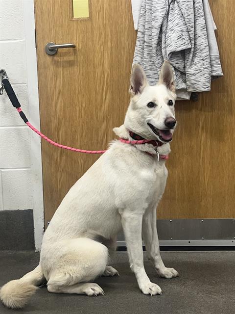 adoptable Dog in District Heights, MD named *HONEY CRISP