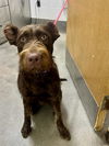 adoptable Dog in , MD named *BROWNIE