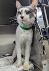 adoptable Cat in , MD named *ELVIS