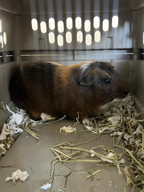 adoptable Guinea Pig in District Heights, MD named CHARLIE