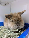 adoptable Rabbit in  named BENNY