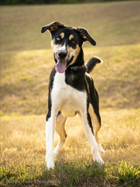 adoptable Dog in District Heights, MD named ALADDIN