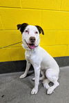 adoptable Dog in District Heights, MD named *ARGO