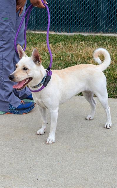 adoptable Dog in District Heights, MD named XOX