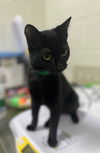 adoptable Cat in , MD named SHADOW