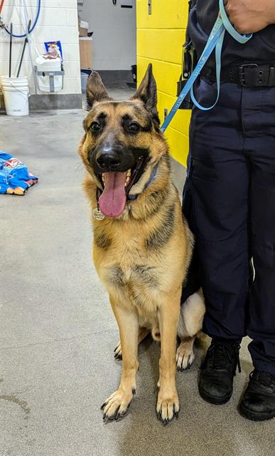 adoptable Dog in District Heights, MD named *NIMBUS