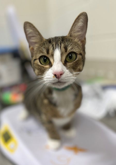 adoptable Cat in District Heights, MD named MIA