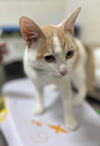 adoptable Cat in , MD named *MARLA