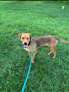 adoptable Dog in  named *PHESSA