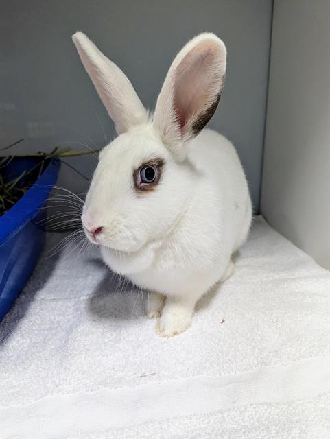 adoptable Rabbit in District Heights, MD named *CLOVER