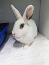 adoptable Rabbit in  named *CLOVER