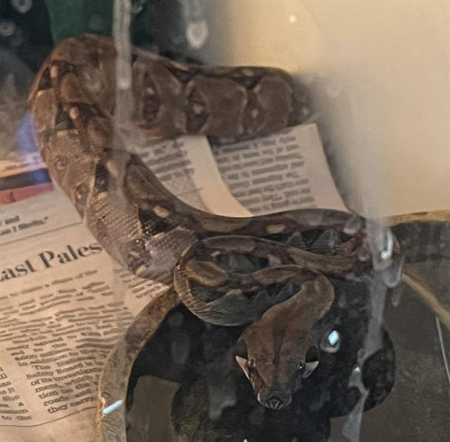 adoptable Snake in District Heights, MD named A551562