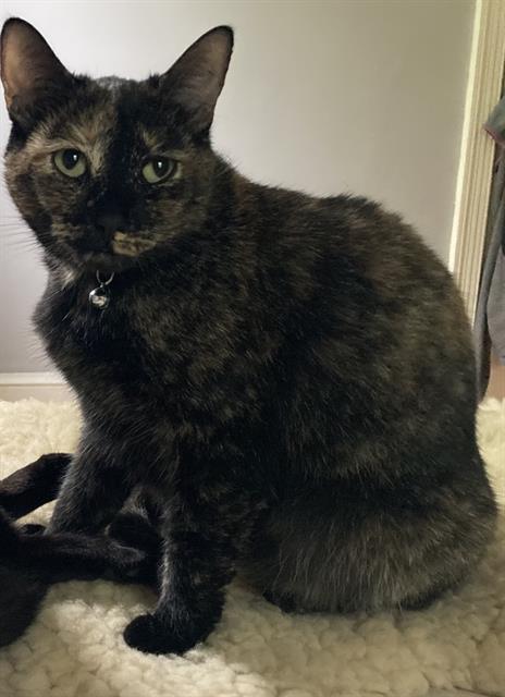 picture of the cat needing adoption