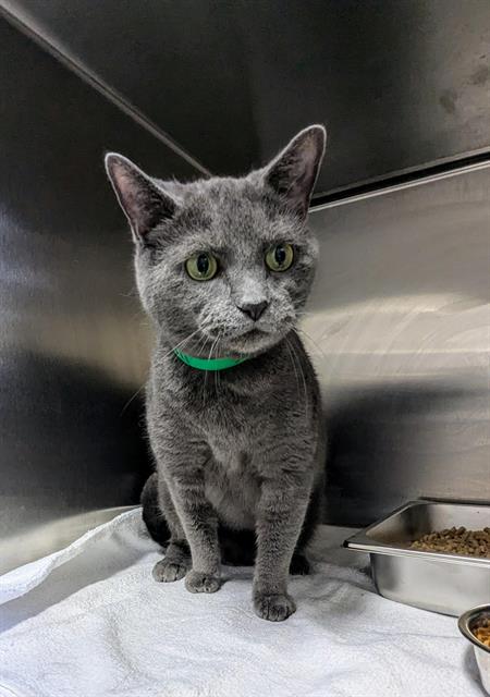 picture of the cat needing adoption