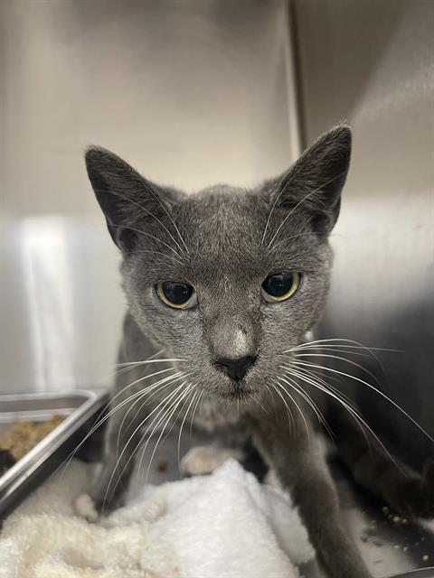 picture of the cat needing adoption