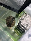 adoptable Turtle in  named *CRUSH