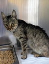 adoptable Cat in , MD named *GODIVA