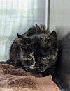 adoptable Cat in , MD named *ROSALINDA