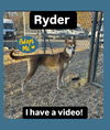 adoptable Dog in , MD named *RYDER