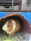 adoptable Guinea Pig in  named PUMPKIN