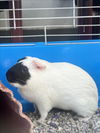 adoptable Guinea Pig in  named OREO