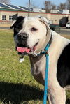 adoptable Dog in  named *TANK