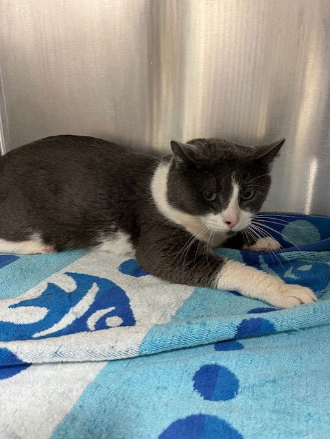 picture of the cat needing adoption