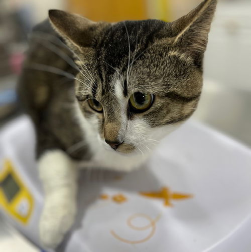 picture of the cat needing adoption