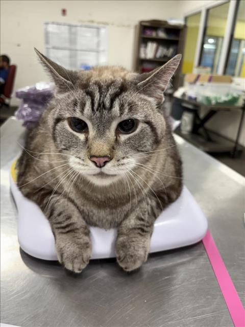 picture of the cat needing adoption