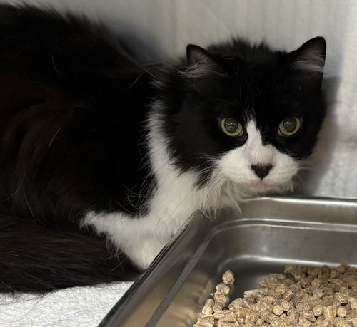 picture of the cat needing adoption
