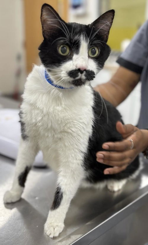 picture of the cat needing adoption