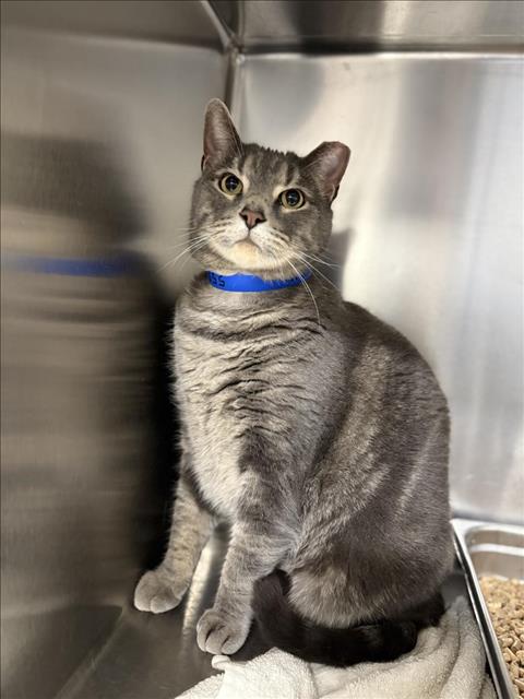 picture of the cat needing adoption