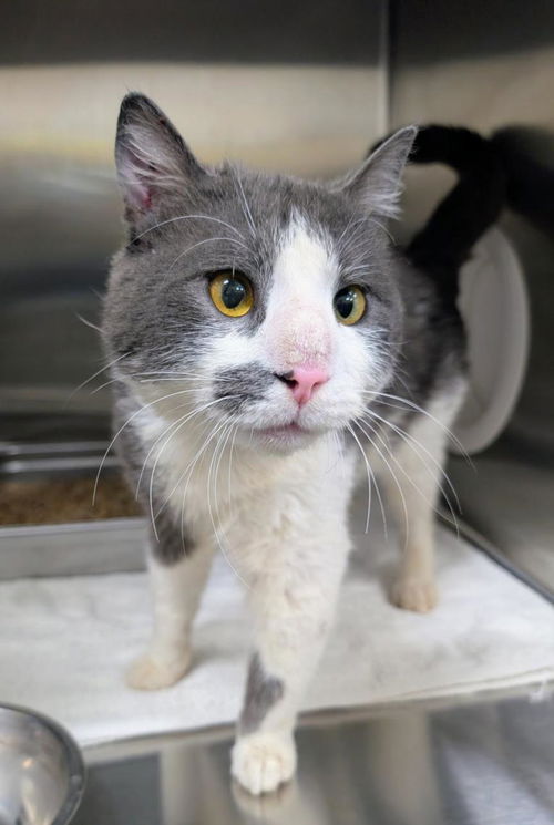 picture of the cat needing adoption