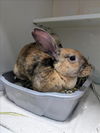 adoptable Rabbit in  named *MAGNOLIA