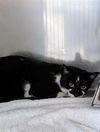 adoptable Cat in district heights, MD named *BRIDGETTE