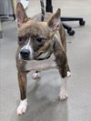 adoptable Dog in district heights, MD named *CANDY
