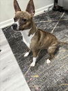 adoptable Dog in  named *CANDY