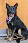 adoptable Dog in  named *OPTIMA