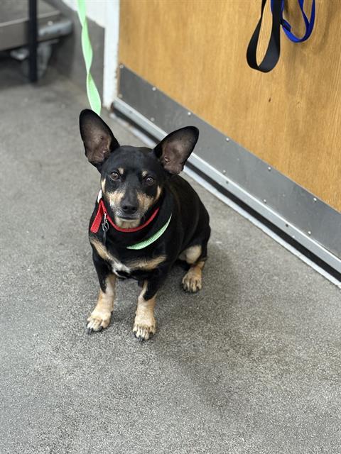 adoptable Dog in District Heights, MD named *TOBASCO