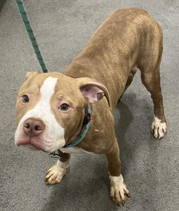 adoptable Dog in District Heights, MD named *ROSCOE